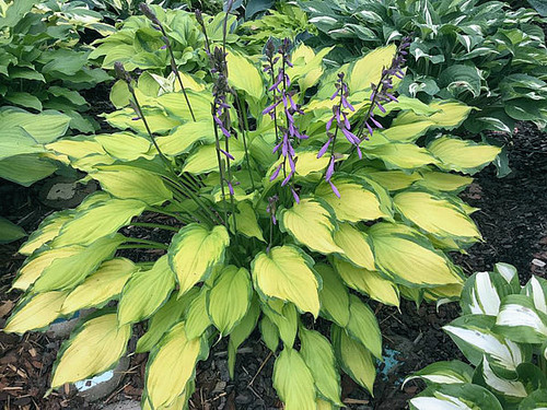 Hosta Lady Guinevere  (8015)